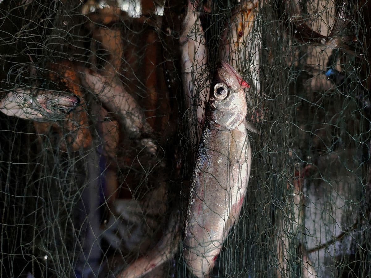 «Форель — она не для нас»*