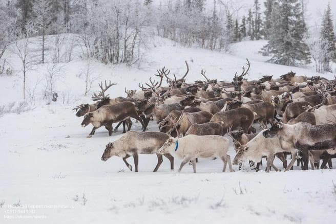 «Такие зарплаты — это унижение»: как живут ненецкие оленеводы, кочующие через Архангельскую область